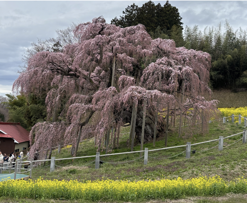 日本三大桜/三春滝桜　五分咲きでも圧巻