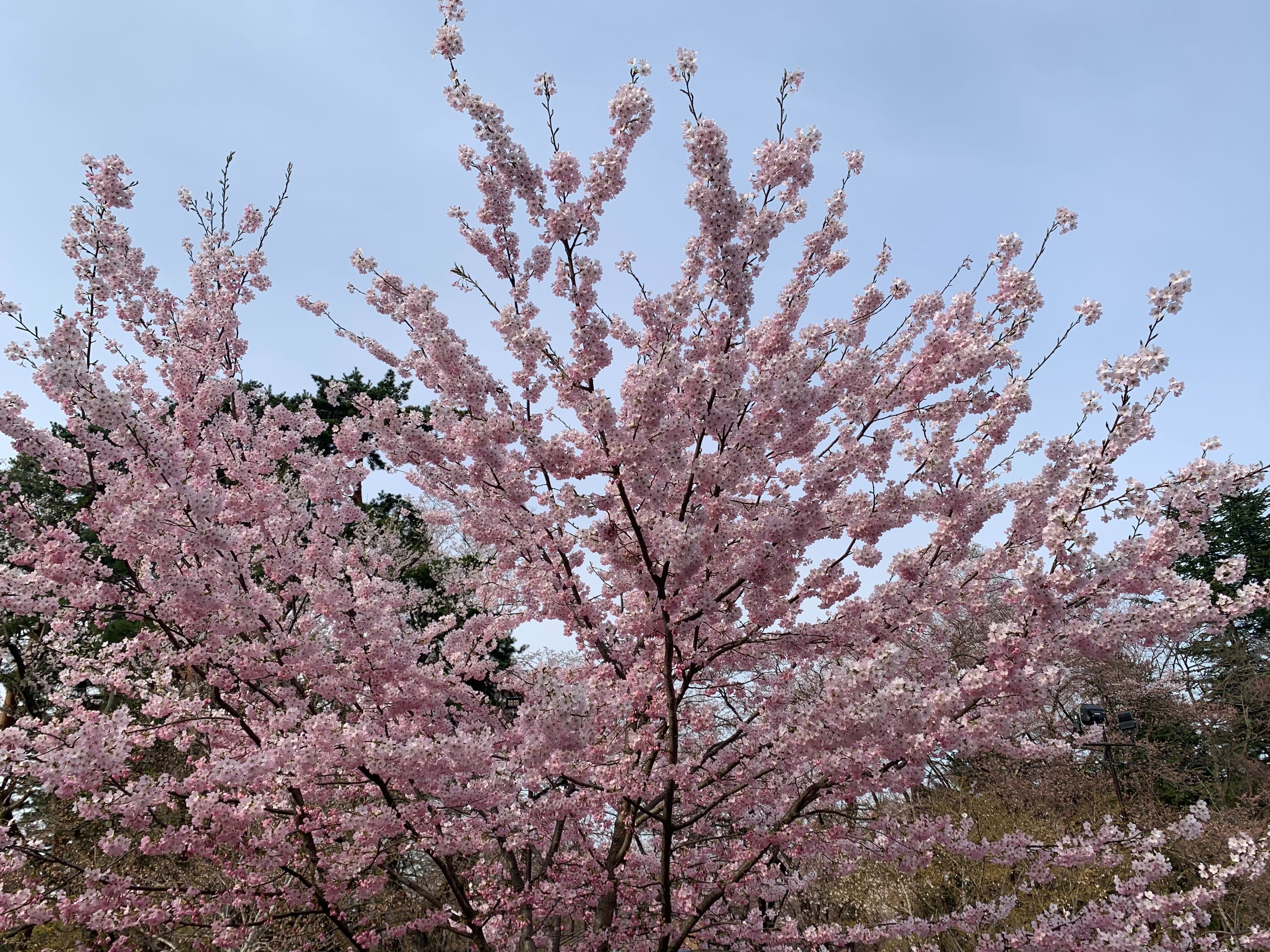 あおもり桜マラソン2025体験記|観光×グルメも楽しめる旅ラン